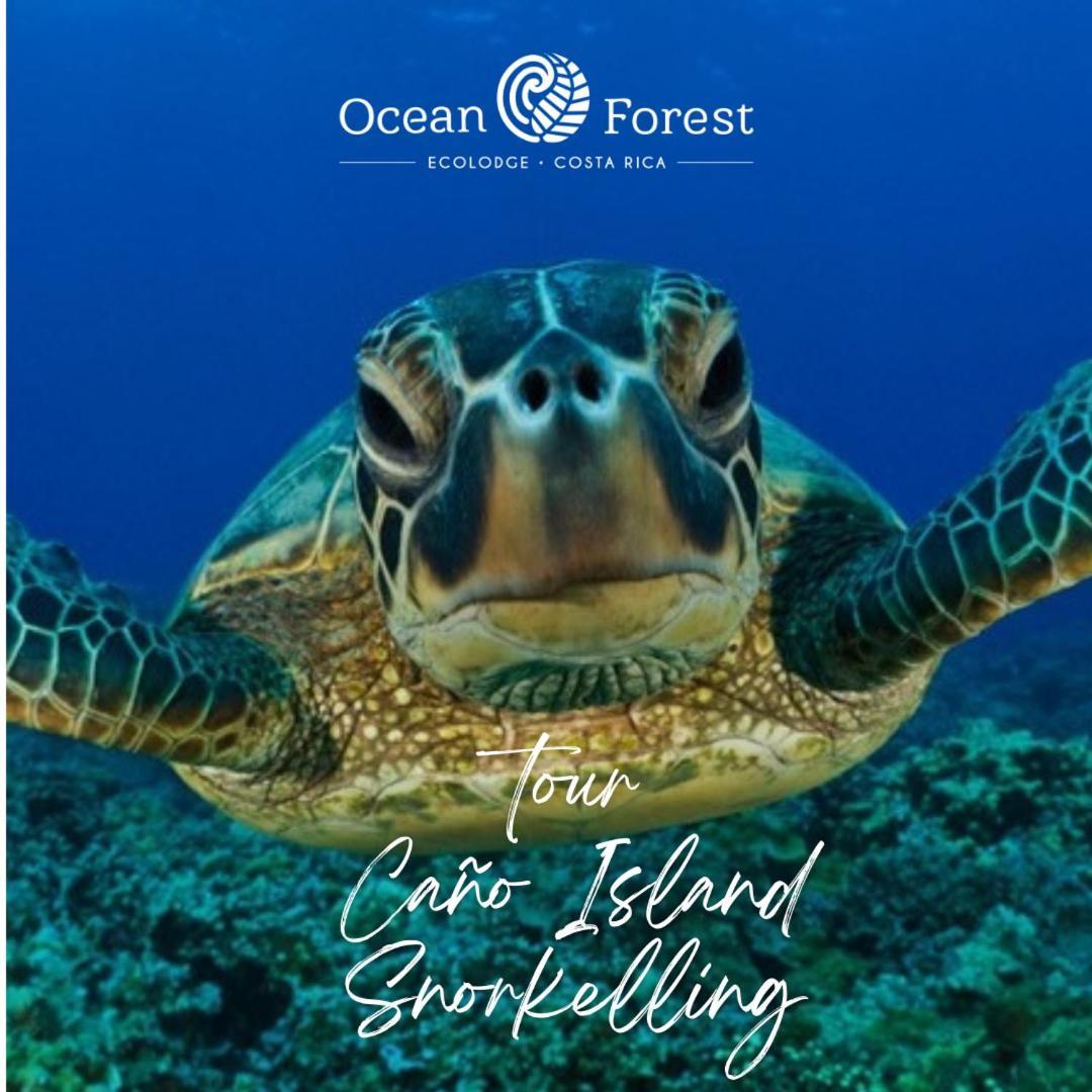 San Pedrillo Ocean Forest Ecolodge מראה חיצוני תמונה