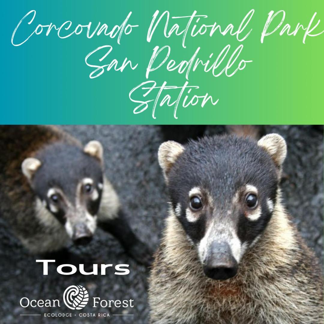 San Pedrillo Ocean Forest Ecolodge מראה חיצוני תמונה